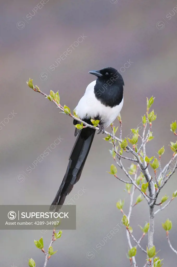 Black_billed Magpie perches on willow shrub with new Spring growth near Sable Pass in Denali National Park and Preserve, Interior Alaska, Spring