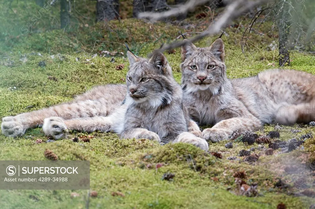 Pair of Lynx rest in mossy opening in dense spruce forest near Igloo Creek in Denali National Park and Preserve, Interior Alaska, Fall