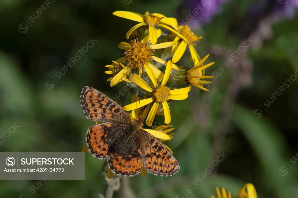 Close up of the butterfly Arctic Fritillary on a Blacktip Ragwort flower in Denali National Park and Preserve, Interior Alaska, Summer