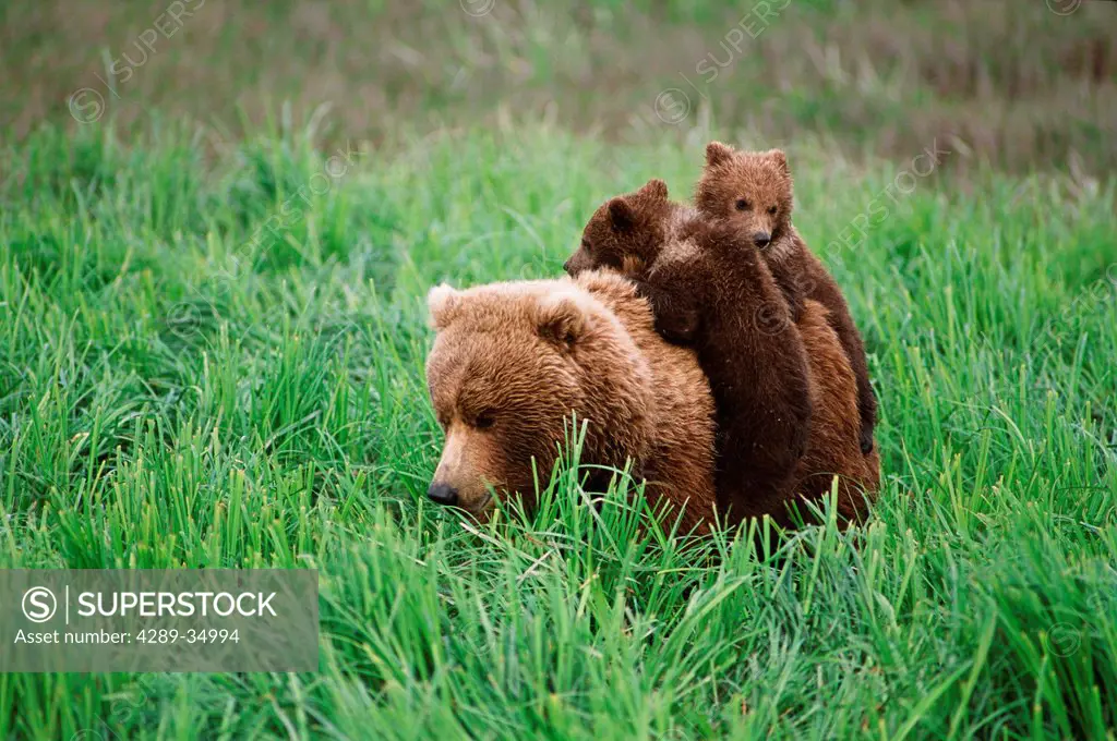 Two brown bear cubs ride on their mother´s back through sedge grasses near McNeil River in McNeil River State Game Sanctuary, Southwest Alaska, Summer