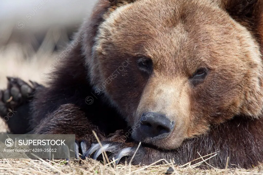 Close up portait of a sleepy adult Brown bear at the Alaska Wildlife Conservation Center near Portage, Southcentral Alaska, Spring, CAPTIVE