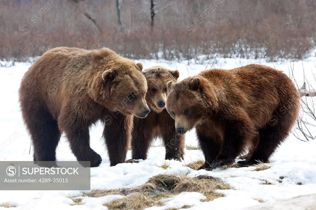 Two Brown bearslt & one Grizzly bearrt stand face to face at the Alaska Wildlife Conservation Center near Portage, Southcentral Alaska, Spring, CAPTIV...