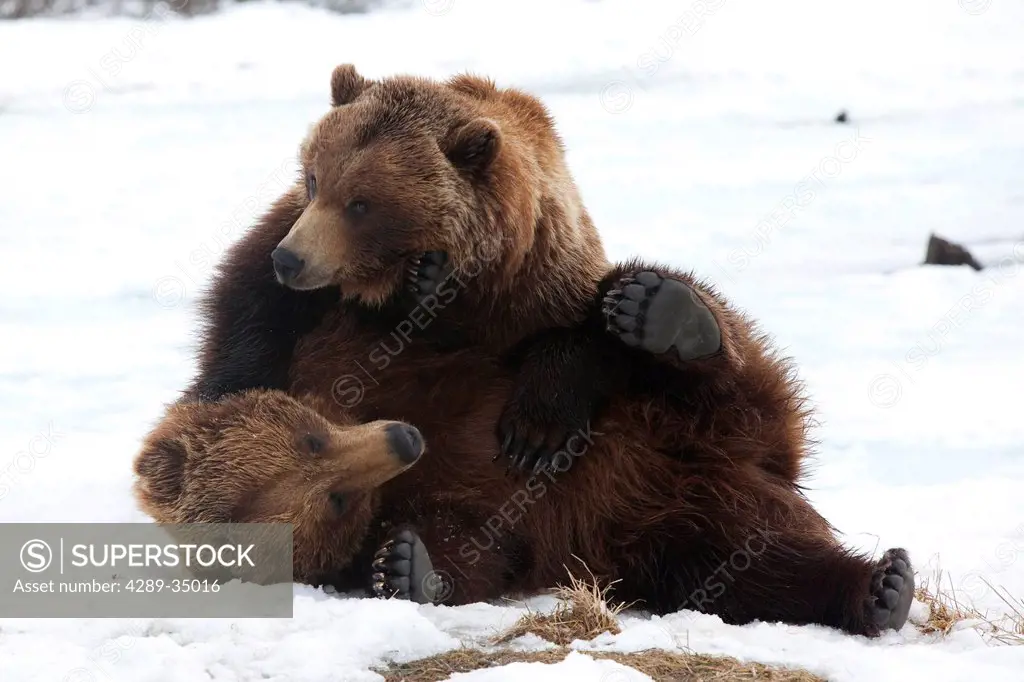 A pair of adult Brown bears wrestle playfully in snow at the Alaska Wildlife Conservation Center near Portage, Southcentral Alaska, Spring, CAPTIVE