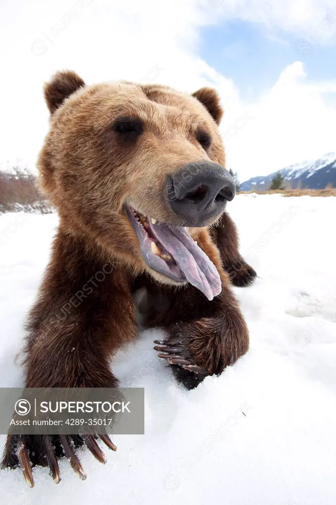 Humorous wide_angle close up of an open_mouthed adult Brown bear sow at the Alaska Wildlife Conservation Center near Portage, Southcentral Alaska, Spr...