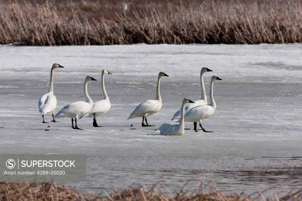 A flock of Tundra Swans walk across the ice at Potter Marsh near Anchorage, Southcentral Alaska, Spring
