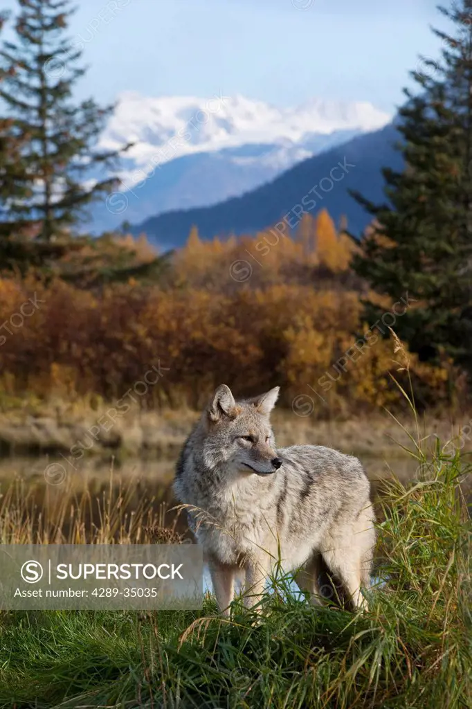 View of an adult coyote at the Alaska Wildlife Conservation Center near Portage, Southcentral Alaska, Fall, CAPTIVE