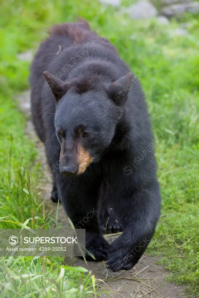 Black Bear walks on a path at Alaska Wildife Conservation Center, Southcentral Alaska, Summer. Captive