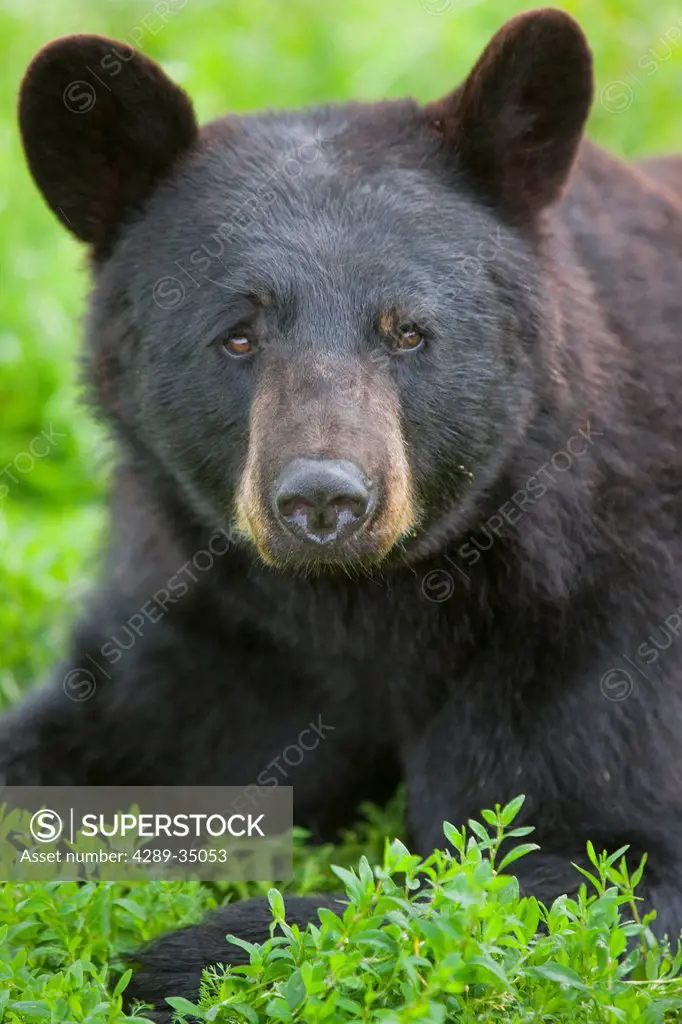 Portrait of a Black Bear at the Alaska Wildlife Conservation Center, Southcentral Alaska, Summer. Captive