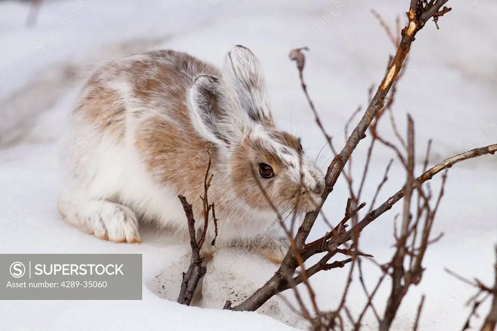 A Snowshore Hare, in changing fur, nibbles on a willow bush in snow, Denali National Park, Interior Alaska, Spring