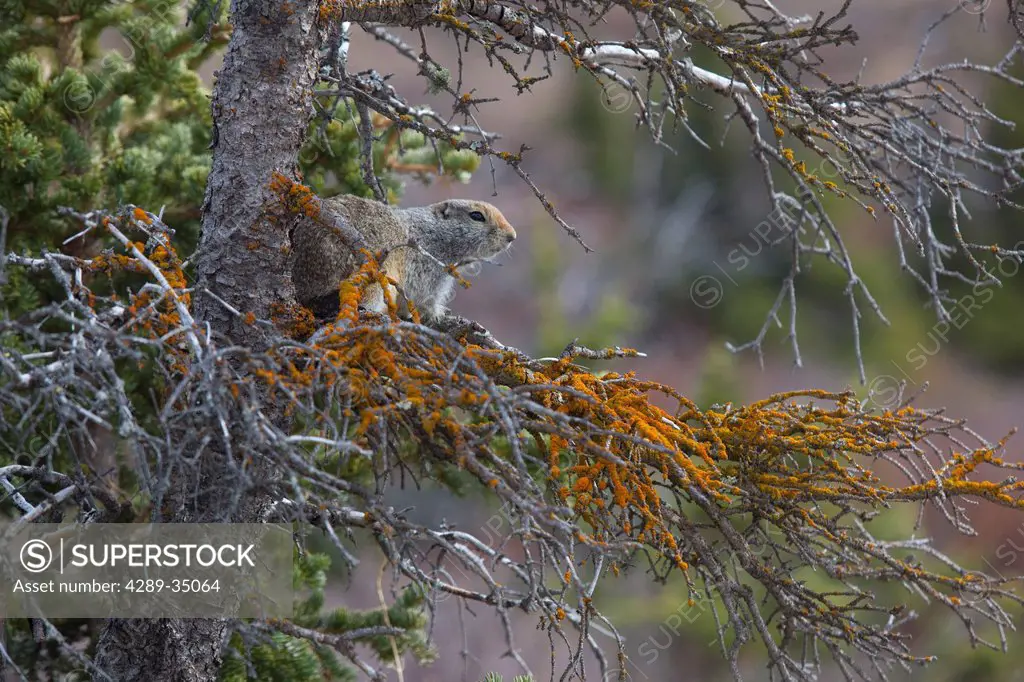 Arctic Ground Squirrel stands on a branch of a snag Spruce tree in Denali National Park and Preserve, Interior Alaska, Spring