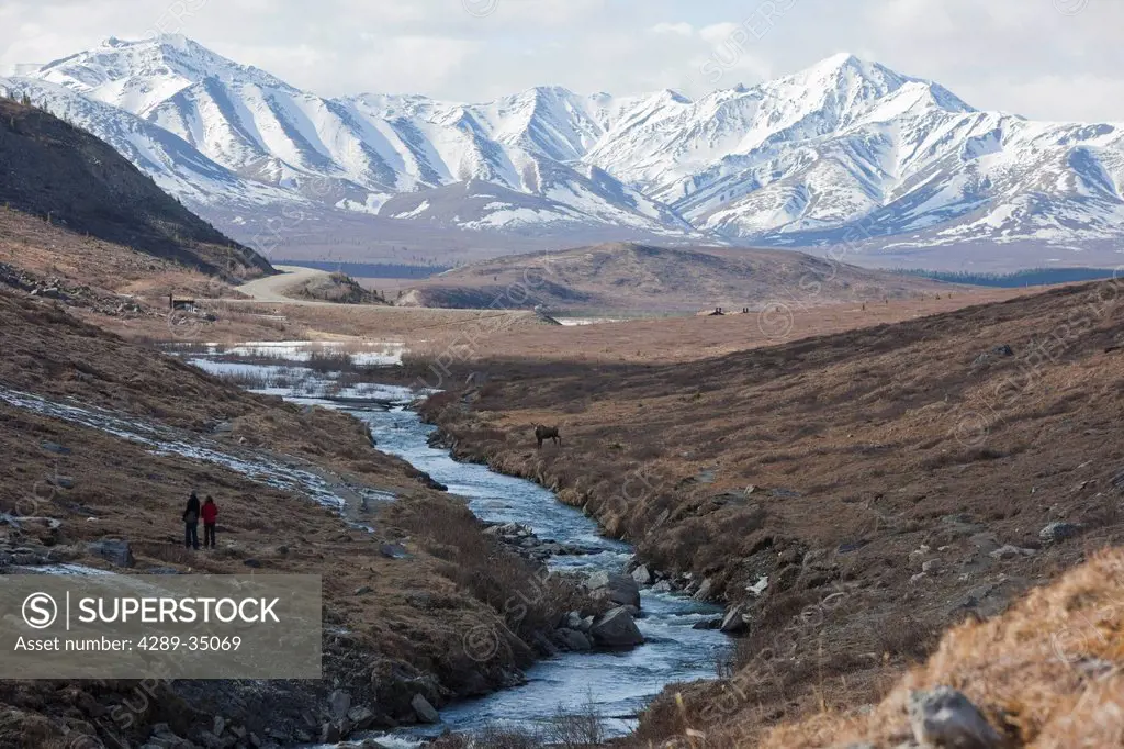 Female moose stands beside Savage River with two hikers on the opposite side watching and the Alaska Range in the background, Denali National Park and...