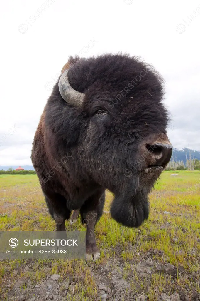 Close up of a Bull Wood bison with its tongue hanging out, Alaska Wildlife Conservation Center, Southcentral Alaska, Summer, CAPTIVE