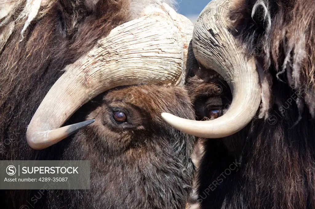 Close up of two bull Musk oxen standing face to face in a fighting confrontation at Alaska Wildlife Conservation Center, Southcentral Alaska, Summer. ...