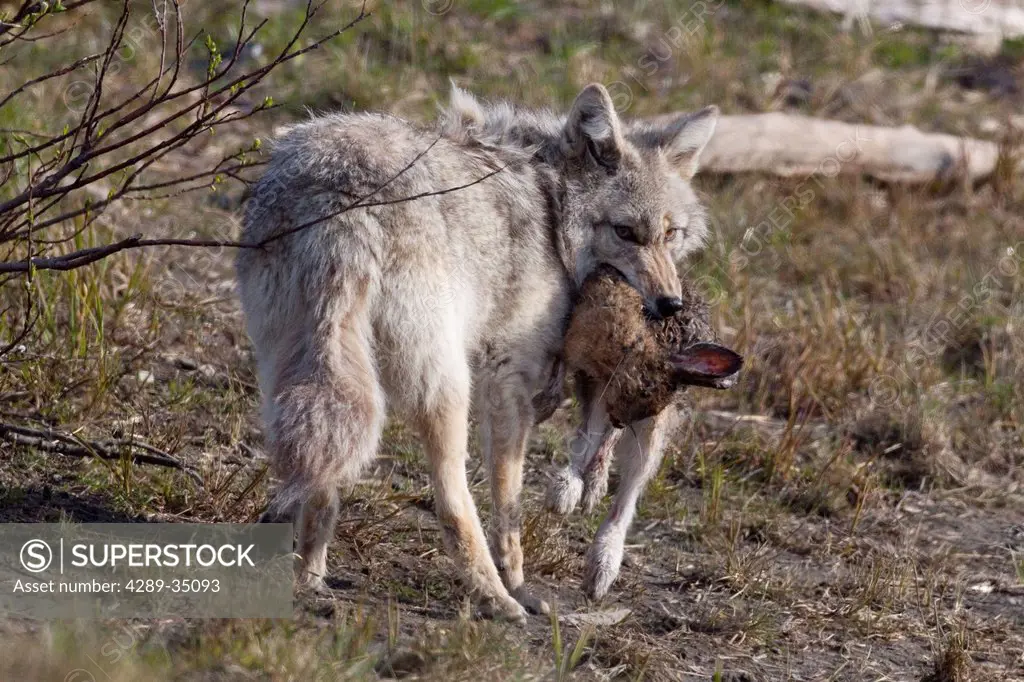 Coyote with a dead Snowshoe Hare in its mouth, Alaska Wildlife Conservation Center, Southcentral Alaska, Summer. Captive