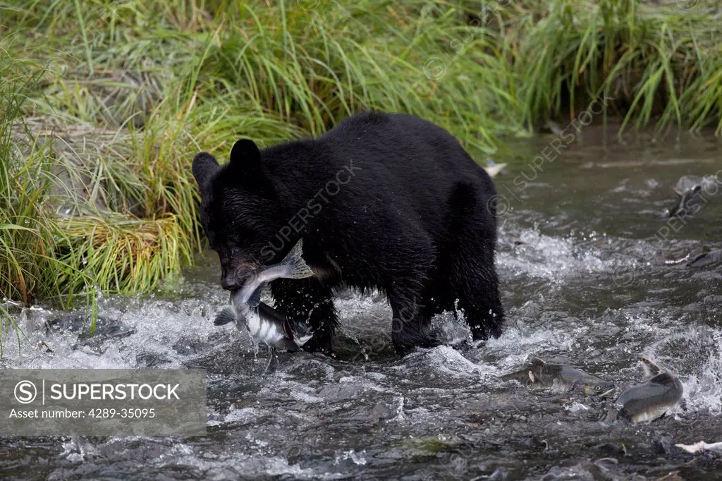 An adult Black bear grabs a Pink Salmon from a stream by Allison Point Campground in Valdez, Southcentral Alaska, Summer