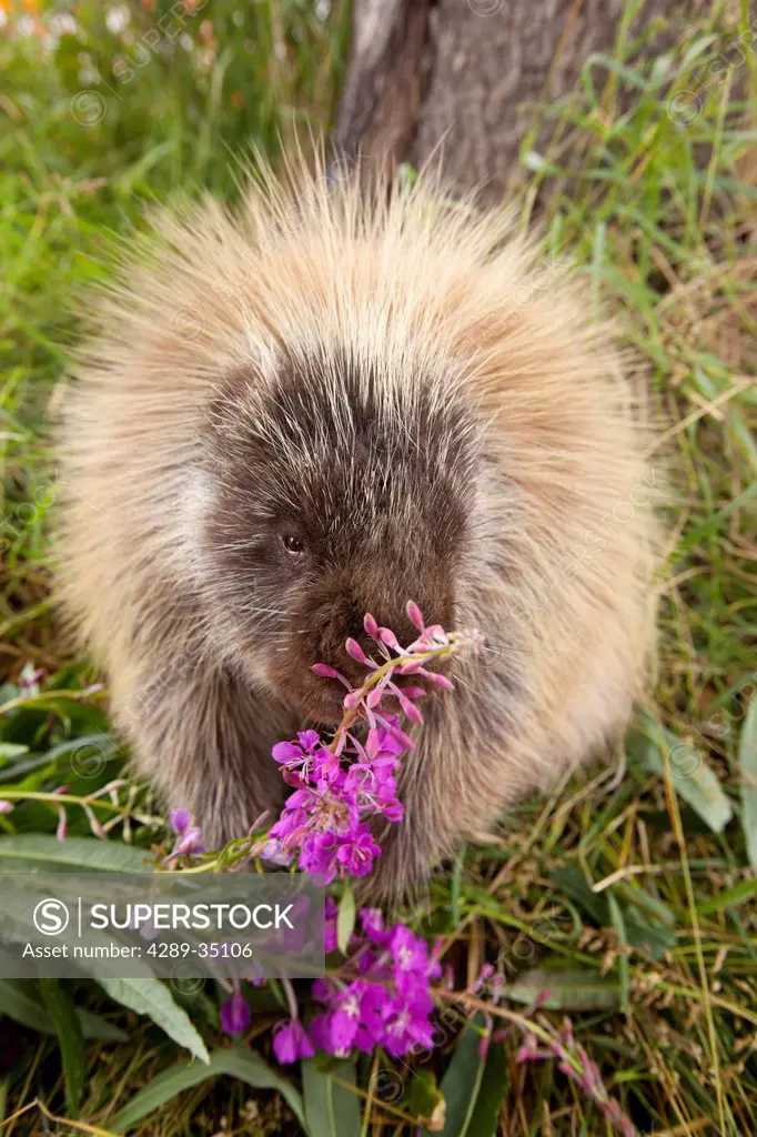 An adult porcupine munches on colorful fireweed flowers at Alaska Wildlife Conservation Center near Portage in Southcental Alaska, Summer, Captive.