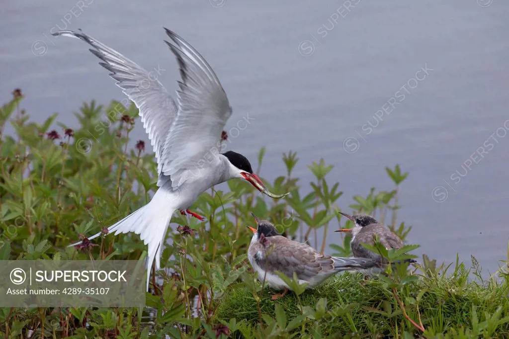 An adult Arctic Tern feeds a minnow to one of a pair of tern chicks at Potter Marsh, Southcentral Alaska, Summer
