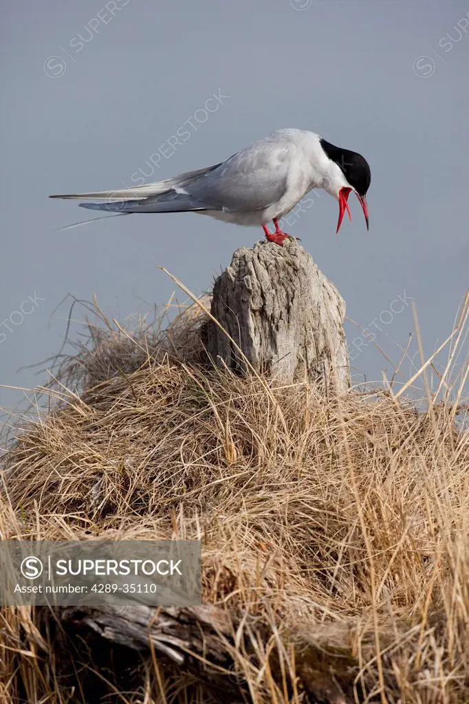 An adult Arctic Tern sits on a driftwood stump and calls, Southcentral Alaska, Spring