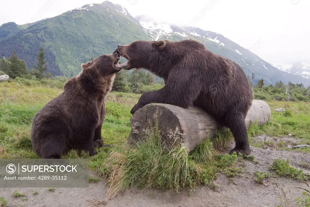 A pair of captive Brown bears snarl and touch open mouths over a log at Alaska Wildlife Conservation Center, Southcentral Alaska, Summer. Captive