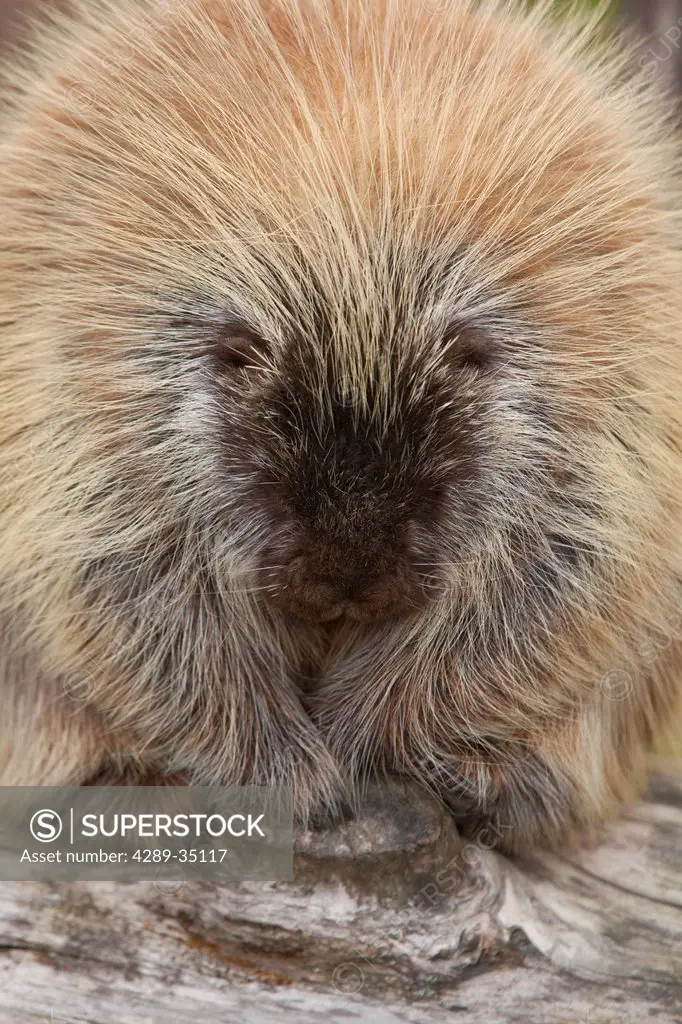 Close up of an adult porcupine, Alaska Wildlife Conservation Center, Southcentral Alaska, Summer. Captive