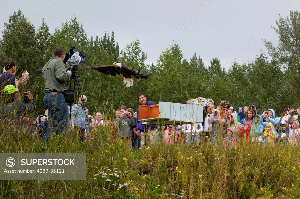 Mayor Dan Sullivan releases a Bald Eagle during the Fall Festival at the Bird TLC land overlooking Potter Marsh with a crowd of spectators looking on,...