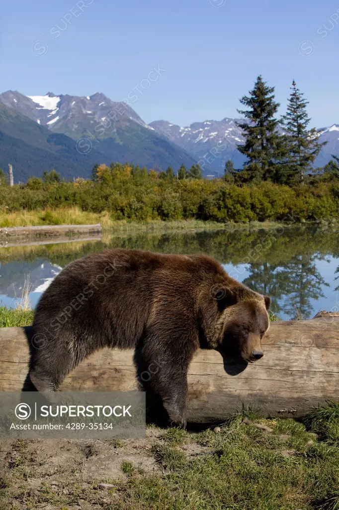 A captive female grizzly lies draped over a log with a pond and mountains in the background, Alaska Wildlife Conservation Center, Southcentral Alaska,...