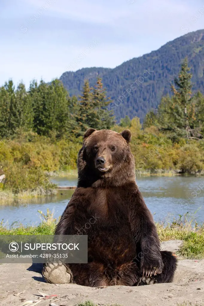 A large male Brown bear sits on its rear and looks at camera with a pond and mountains in the background, Alaska Wildlife Conservation Center, Southce...