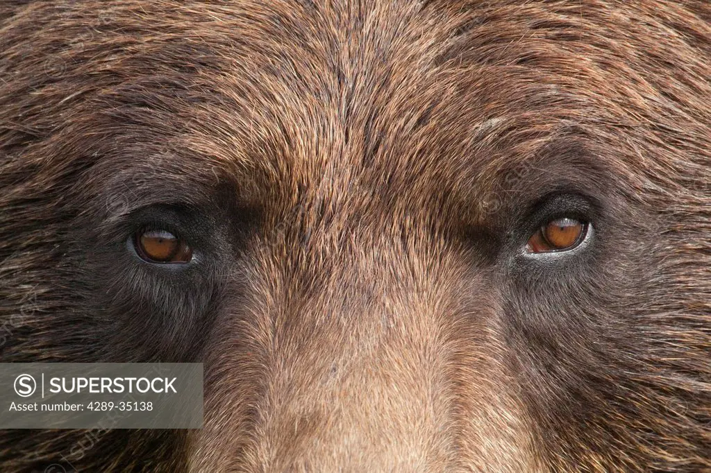 Extreme close up of a female Brown bear´s face at the Alaska Wildlife Conservation Center, Southcentral Alaska, Summer. Captive