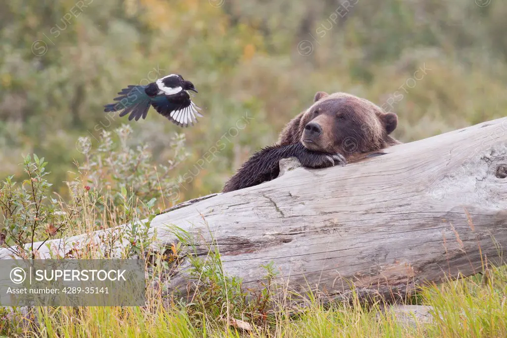 An adult grizzly bear lies on a log and watches a Black_billed magpie flying a few feet away from its face, Alaska Wildlife Conservation Center, South...