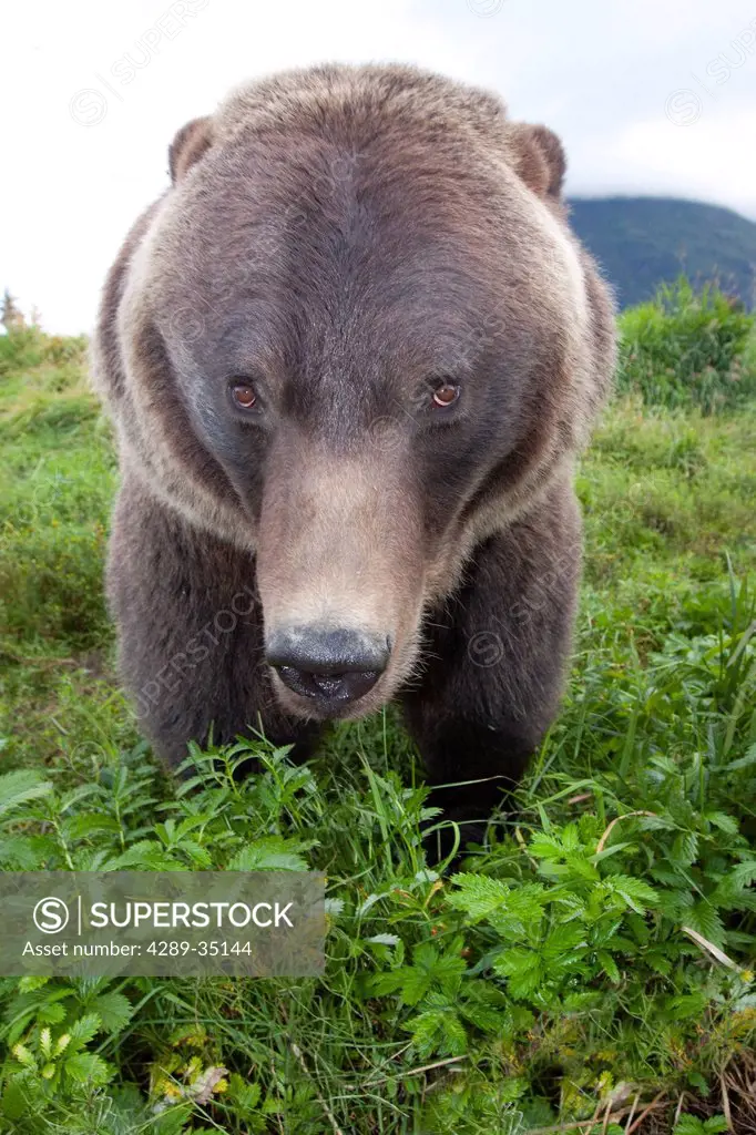 Close up wide_angle view of a Brown bear at Alaska Wildlife Conservation Center, Southcentral Alaska, Summer. Captive