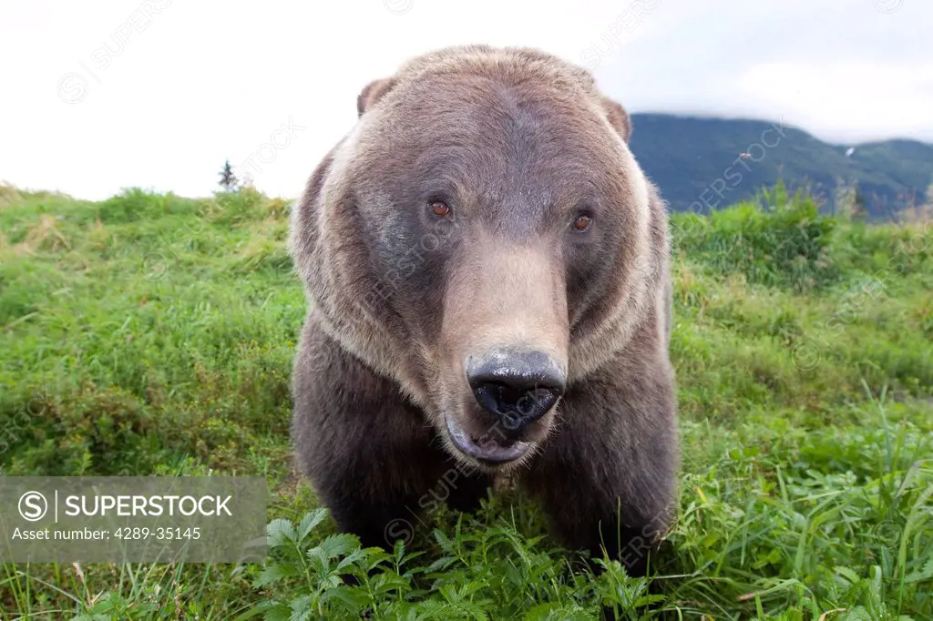Close up wide_angle view of a Brown bear at Alaska Wildlife Conservation Center, Southcentral Alaska, Summer. Captive