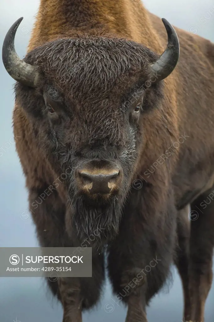 Portrait of a Wood Bison bull standing at Alaska Wildlife Conservation Center, Southcentral Alaska, Autumn. Captive