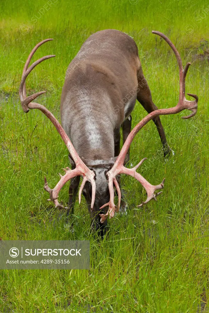 A bull caribou feeds on the green grasses at Alaska Wildlife Conservation Center, Southcentral Alaska, Summer. Captive