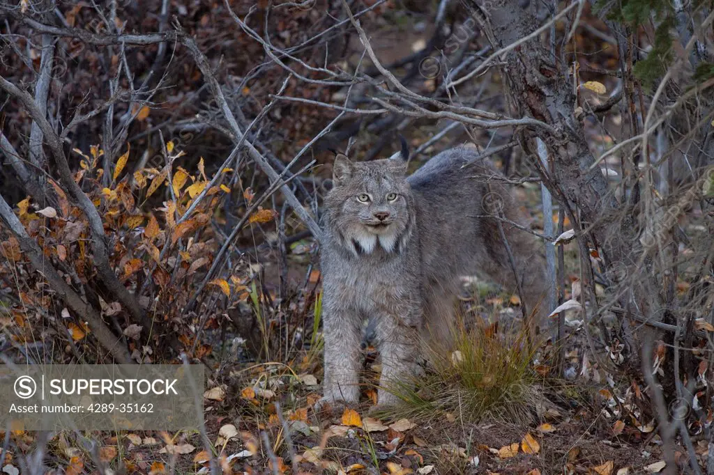 Adult Canada Lynx amongst Fall brush in Denali National Park and Preserve, Interior Alaska, Fall