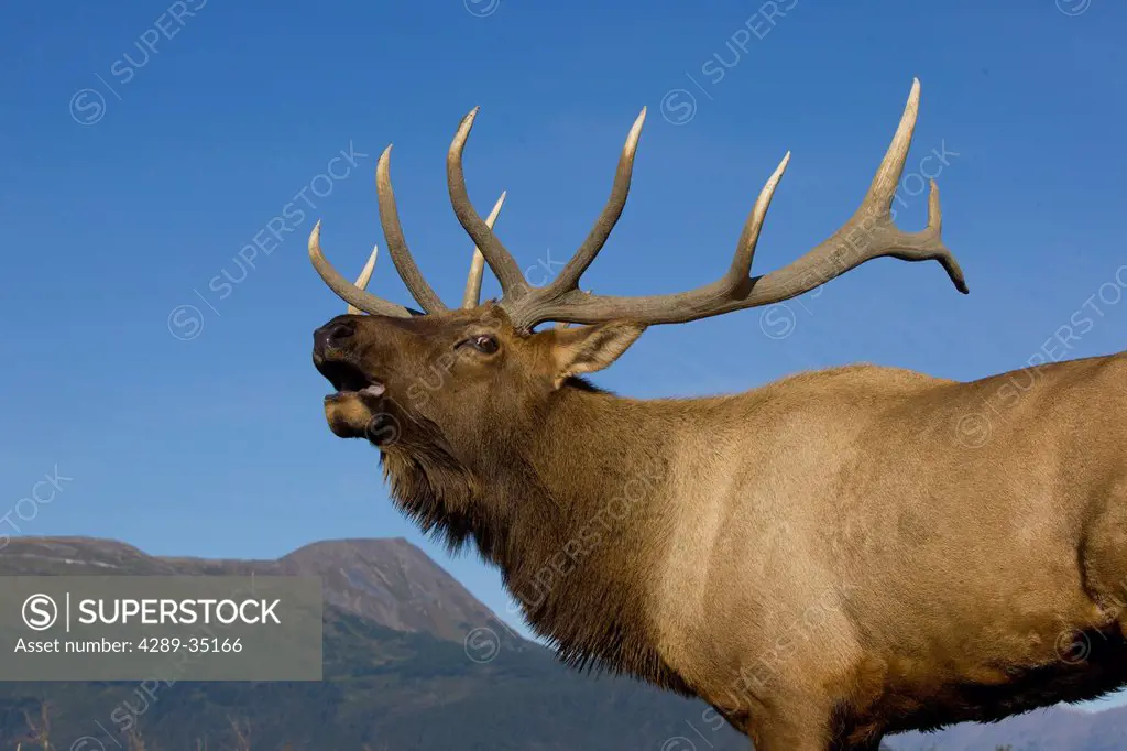 Close up view of a Rocky Mountain bull elk bugling during the Autumn rut at the Alaska Wildlife Conservation Center near Portage, Southcentral Alaska....
