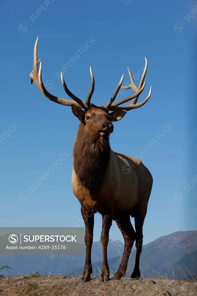 Close up view of a Rocky Mountain bull elk bugling during the Autumn rut at the Alaska Wildlife Conservation Center near Portage, Southcentral Alaska....