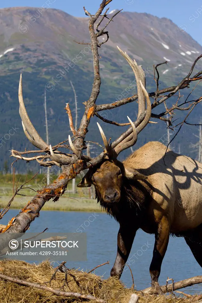 An adult Roosevelt bull elk thrashes a tree with his antlers during the Autumn rut, Alaska Wildlife Conservation Center near Portage, Southcentral Ala...