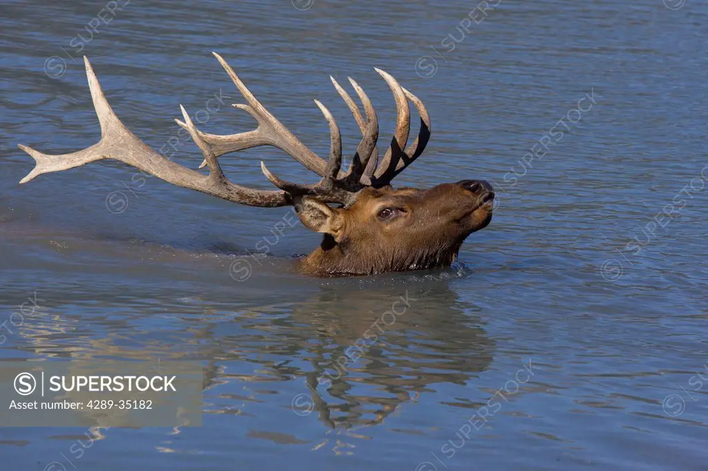 An adult Roosevelt bull elk swims across a pond with his head and antlers above water at the Alaska Wildlife Conservation Center near Portage, Southce...