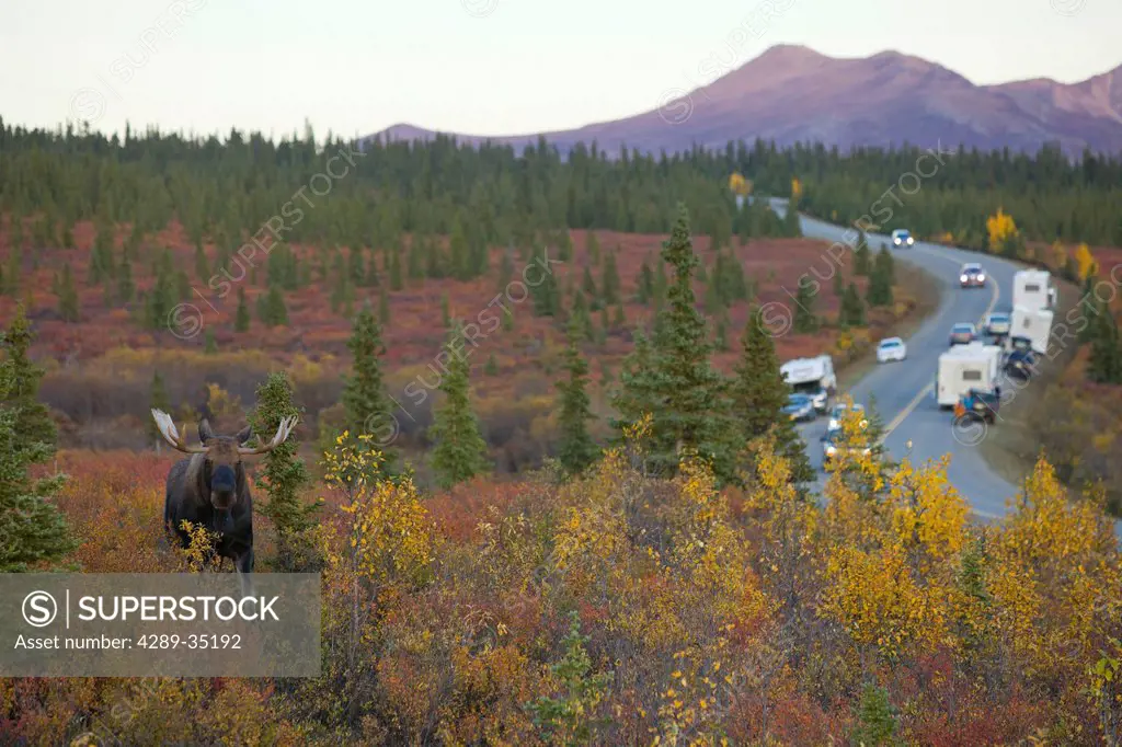 An adult bull moose walks amongst the Autumn colored brush in Denali National Park and Preserve while cars and campers take pictures from the Park Roa...