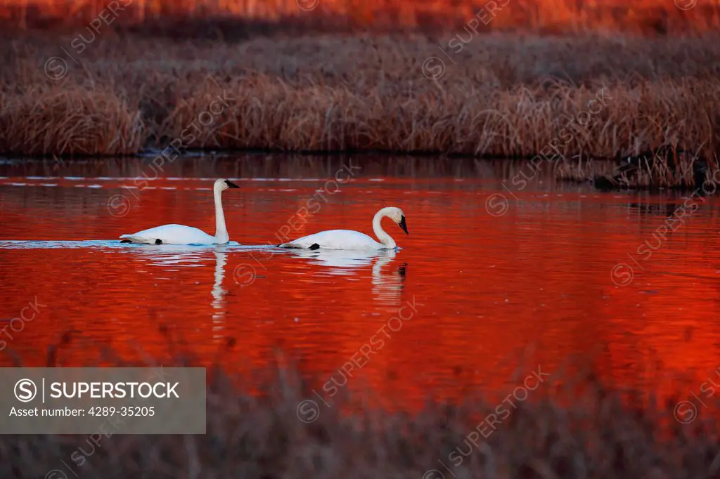 Pair of Trumpeter Swans swim in Potter Marsh at sunset with sun casting a deep red color on the water, Anchorage, Southcentral Alaska, Autumn