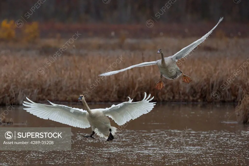 A pair of Trumpeter Swans land in Potter Marsh south of Anchorage, Southcentral Alaska, Autumn