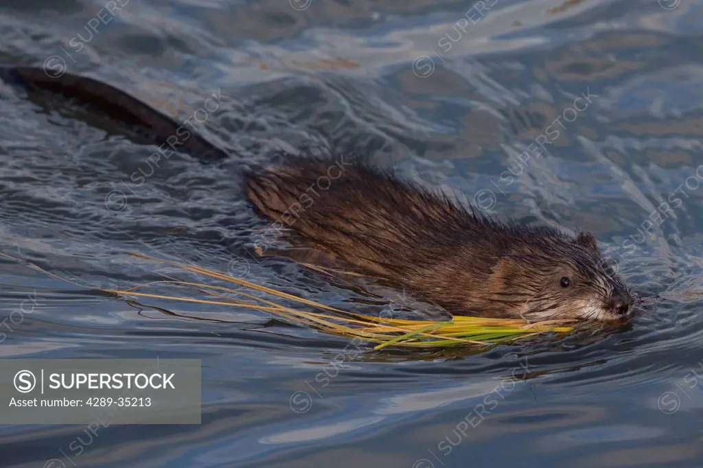 A muskrat swims in Potter Marsh with a mouthful of grass, Anchorage, Southcentral Alaska, Autumn