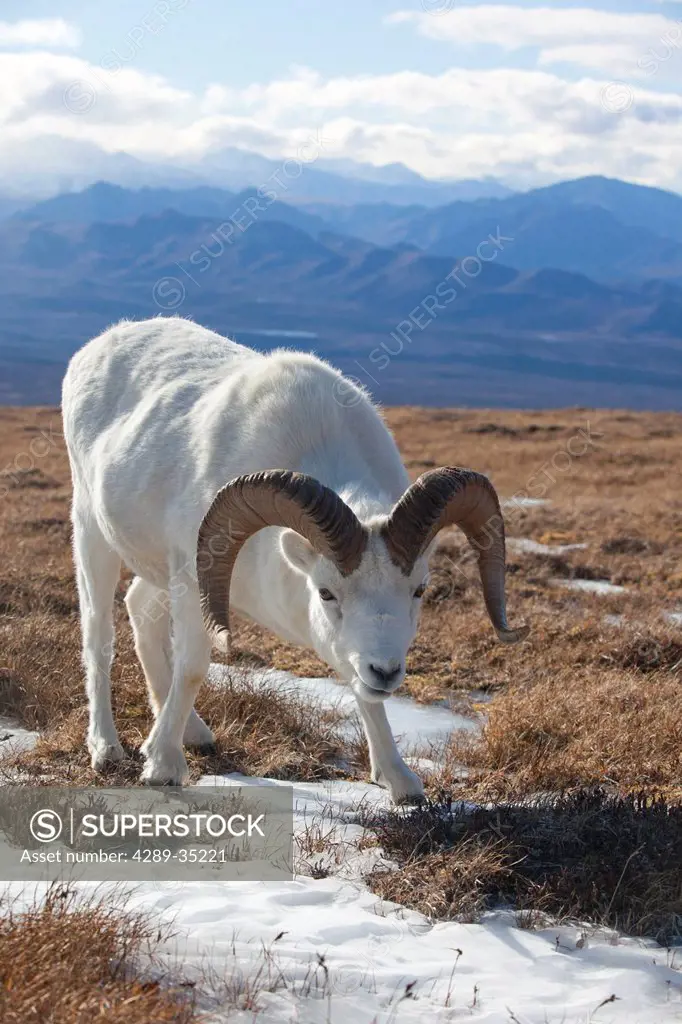 A Dall sheep ram stands on tundra, Denali National Park and Preserve, Interior Alaska, Autumn