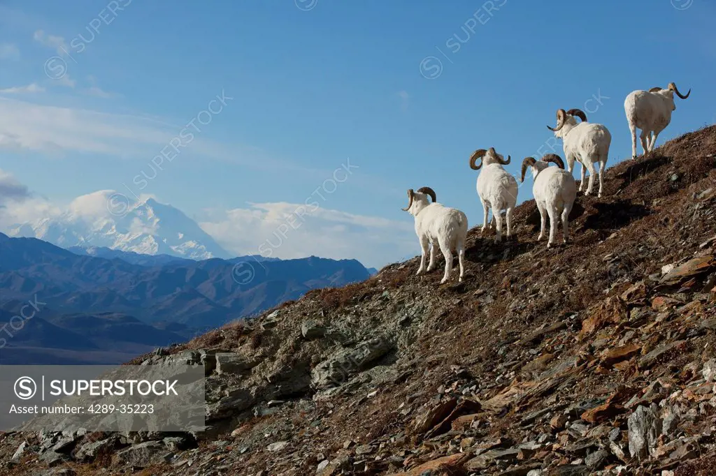 A band of Dall sheep rams stand on a rocky hillside and look towards Mt. McKinley in the background, Interior Alaska, Autumn