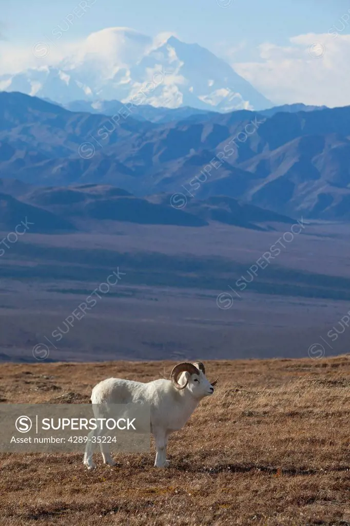 A mature Dall sheep ram stands in a high mountain meadow with Mt. McKinley in the background, Interior Alaska, Autumn