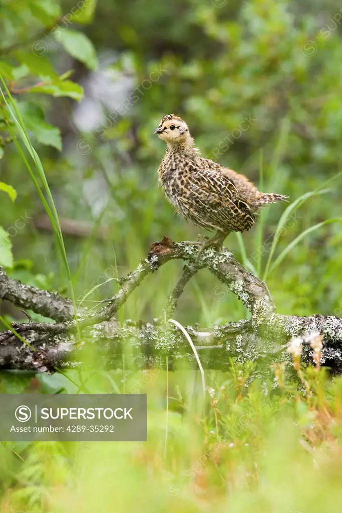 A spruce grouse chick takes cover in an alder thicket, Bristol Bay, Southwest Alaska, Summer