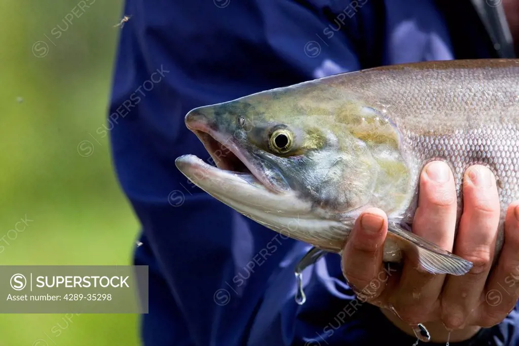 A fly fisherman holds up a sockeye salmon caught on the Koktuli River in Bristol Bay, Southwest Alaska, Summer