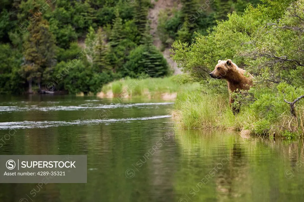 A Brown bear on the edge of the Newhalen River near Iliamna, Bristol Bay area, Southwest Alaska, Summer