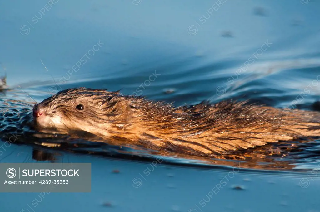 A muskrat swims through Potter Marsh, Anchorage, Southcentral Alaska, Summer