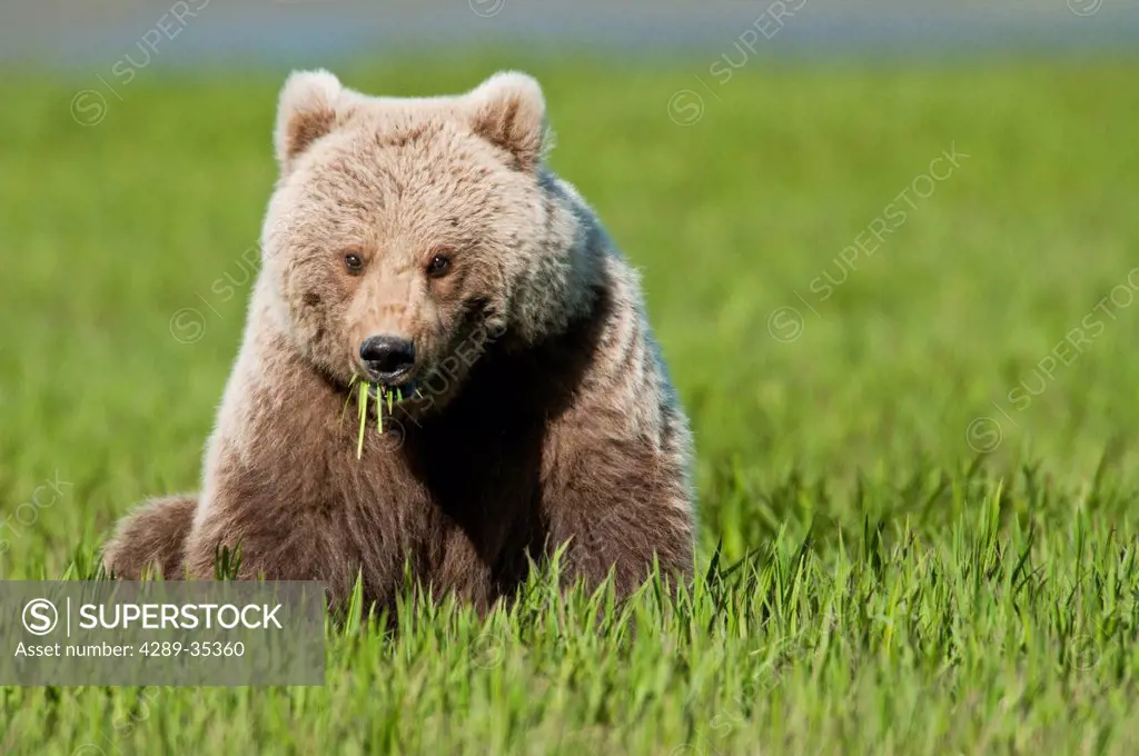 Female Brown bear feed on sedge grass at the McNeil River State Game Sanctuary, Southwest Alaska, Summer